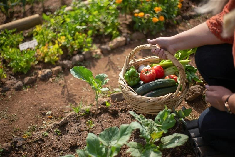 Image for What are sustainable food systems?