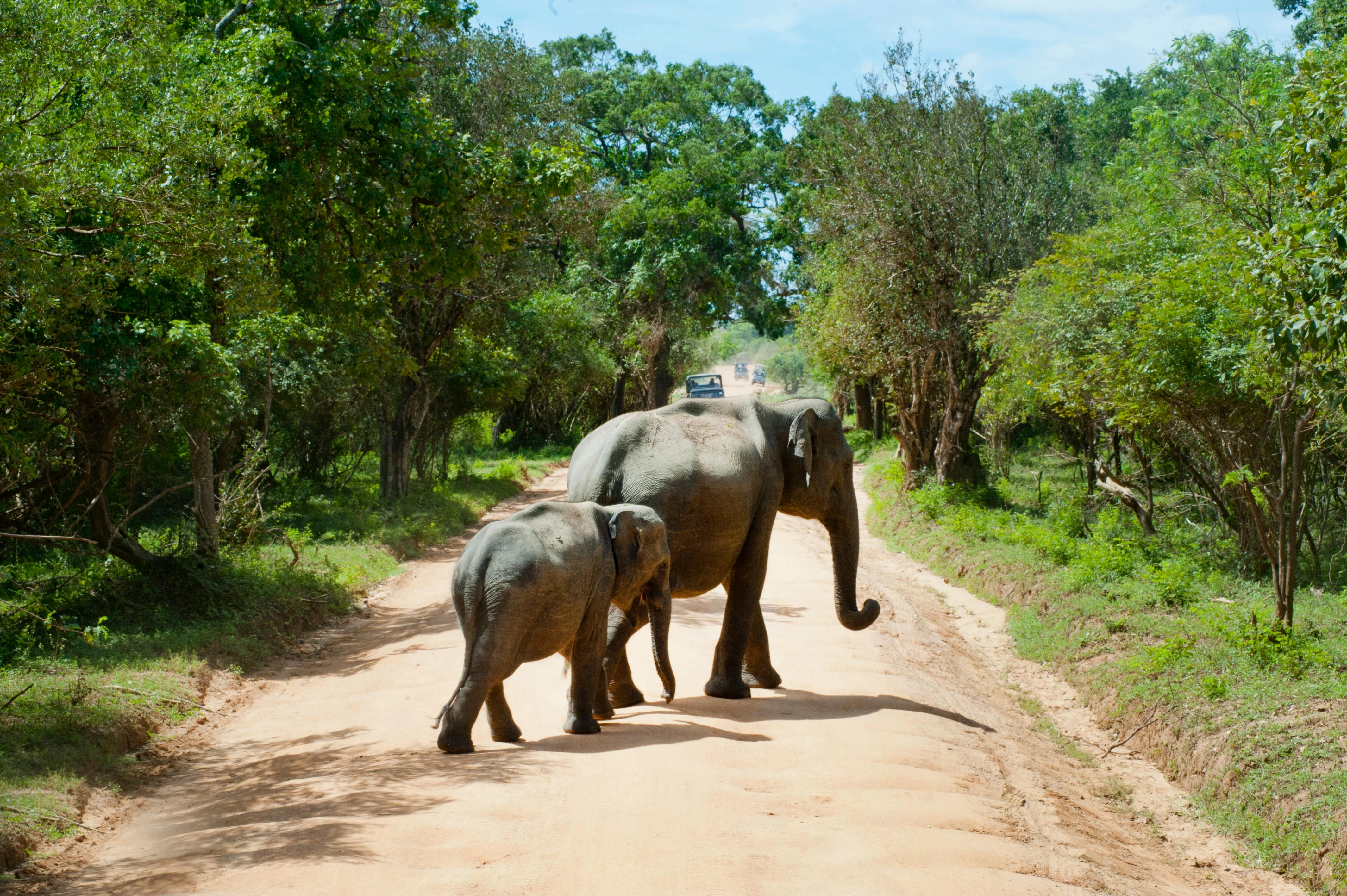 Image for What is a wildlife corridor?