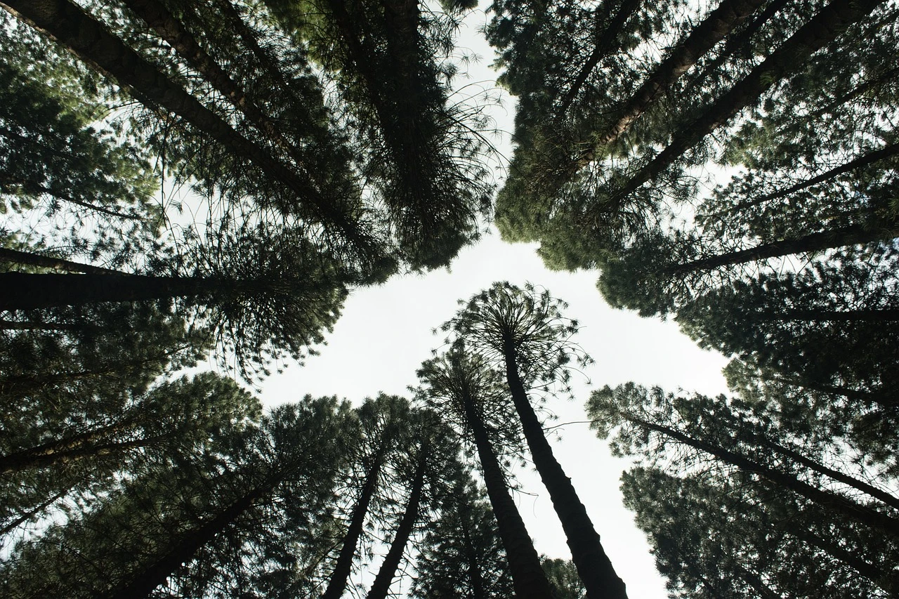 Image for Reforestation: Restoring Balance with Nature